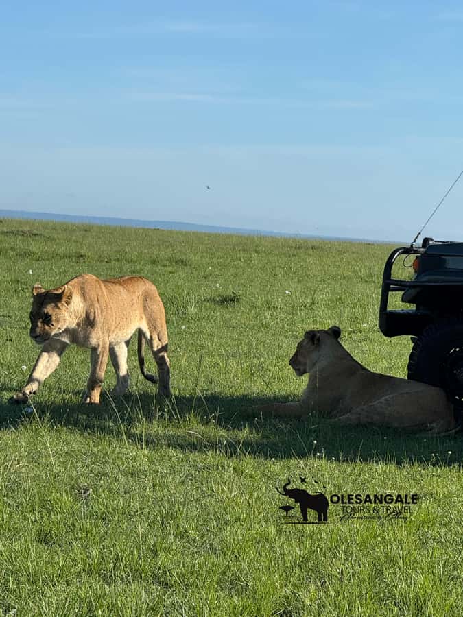 From Nairobi to Masai Mara Reserve & Village visit Day trip - Comfort, coordination, and group size