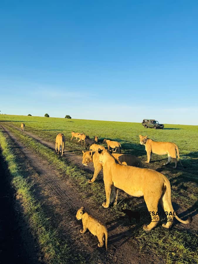 From Nairobi to Masai Mara Reserve & Village visit Day trip - Who should book this day trip