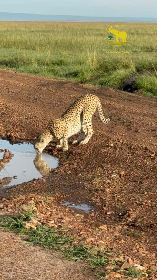From Nairobi to Masai Mara Reserve & Village visit Day trip - Leaving Nairobi before dawn
