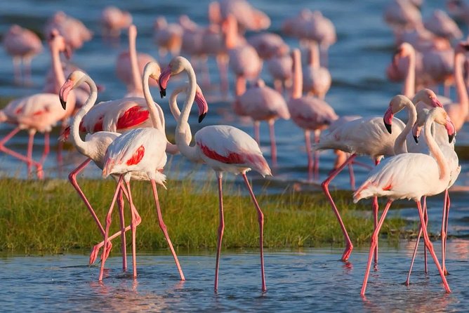 Full-Day Lake Nakuru National Park from Nairobi - Why Lake Nakuru works as a day trip from Nairobi