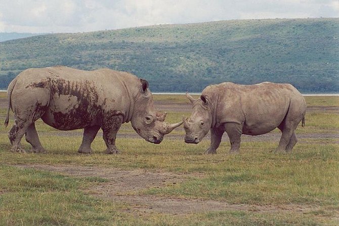 Full-Day Lake Nakuru National Park from Nairobi - Lunch and a pause at Lake Nakuru Lodge