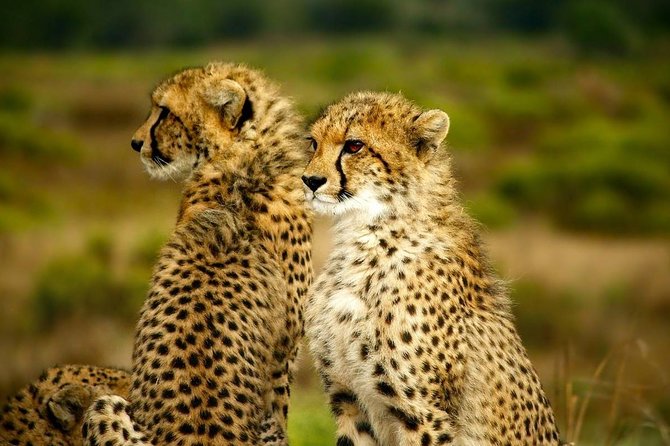 Full-Day Lake Nakuru National Park from Nairobi - The shorter afternoon game drive and return