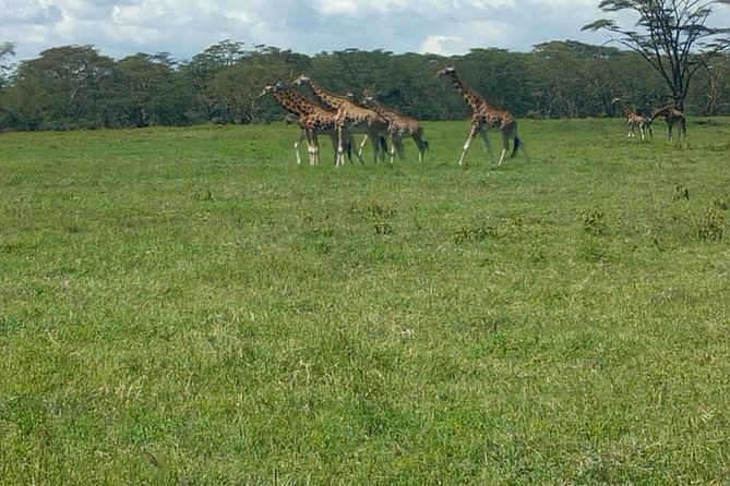 Full-Day Lake Nakuru National Park Private Tour from Nairobi - Why Lake Nakuru makes sense for a Nairobi day trip