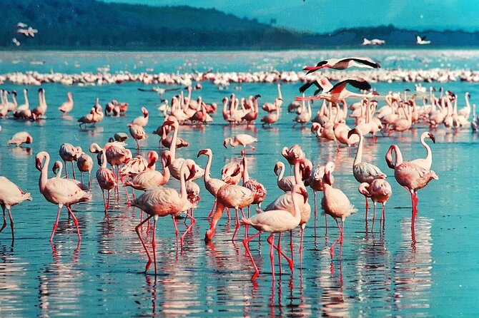 Full-Day Lake Nakuru National Park Private Tour from Nairobi - What the three-hour game drive feels like