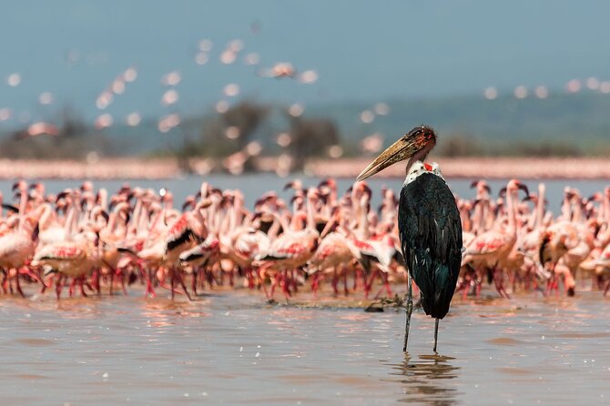 Full-Day Lake Nakuru National Park Private Tour from Nairobi - The optional one-hour Lake Naivasha boat ride