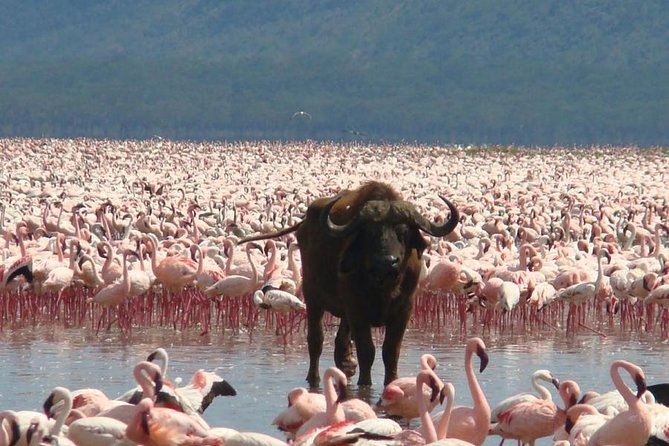 Full Day Lake Nakuru Park and optional boat ride on Lake Naivasha - The Great Rift Valley viewpoint