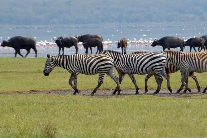 Full Day Lake Nakuru Park and optional boat ride on Lake Naivasha - Lunch at Lake Nakuru Lodge