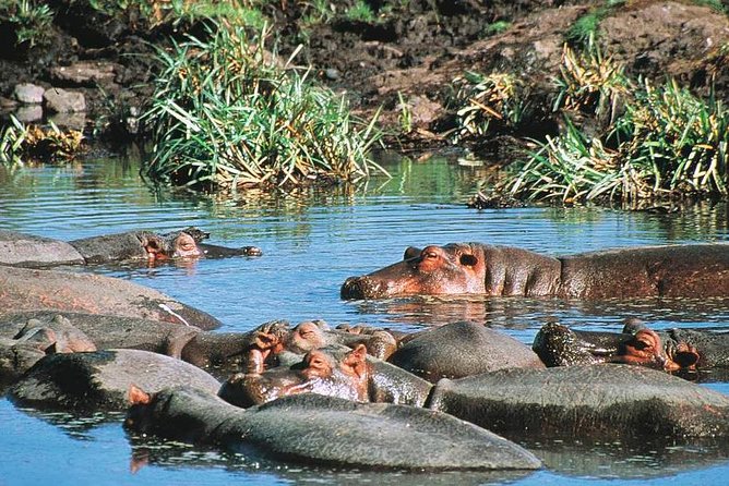 Full Day Mombasa Excursion Tour - The guide matters more than the vehicle