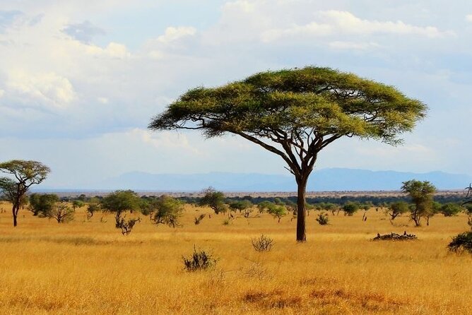 Full Day Private Tour of Tsavo East National Park from Mombasa - What the $315 price really covers