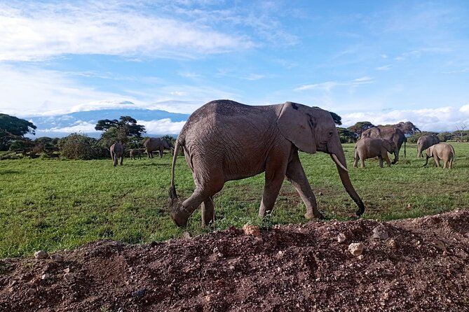 Full Day Tour in Amboseli National Park from Nairobi - Why Amboseli makes a strong one-day safari