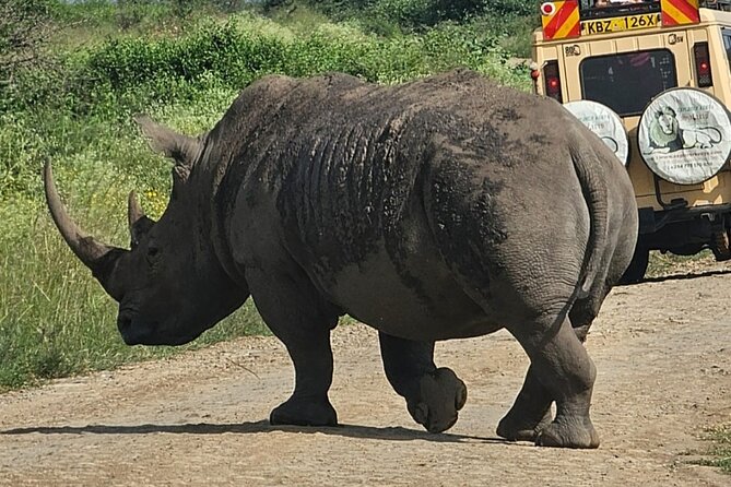 Full Day Tour in Amboseli National Park from Nairobi - Lunch at Oltukai Lodge