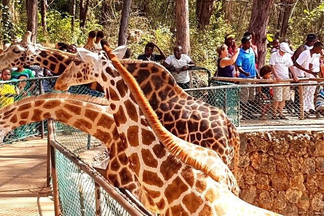Full day tour in Mombasa - What makes this Mombasa day special