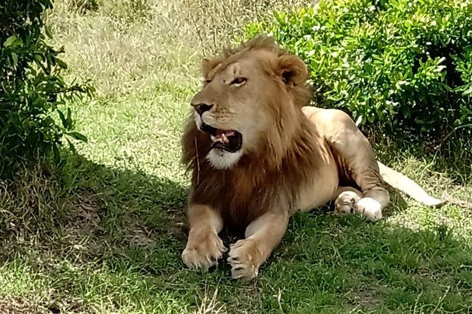 Full Day Tour to Amboseli National Park - Why Amboseli makes a strong day safari