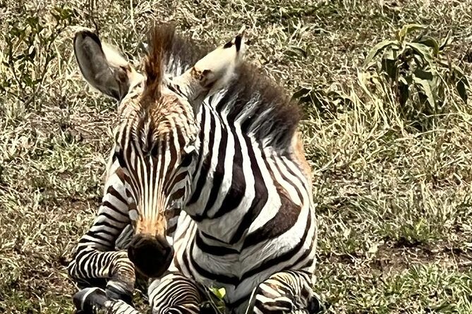 Full Day Tour to Amboseli National Park - Mount Kilimanjaro as the backdrop