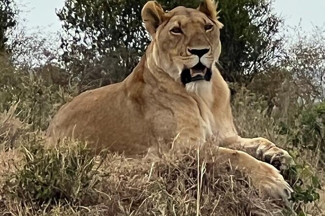 Full Day Tour to Amboseli National Park - A look at the Maasai community