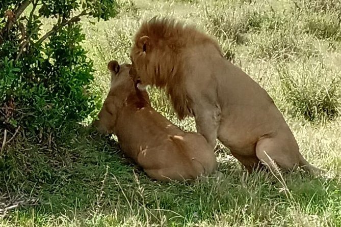 Full Day Tour to Amboseli National Park - The guide and communication matter