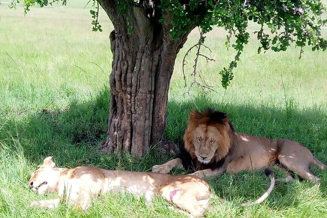 Full Day Tour to Amboseli National Park - Entering the park and heading for the swamps