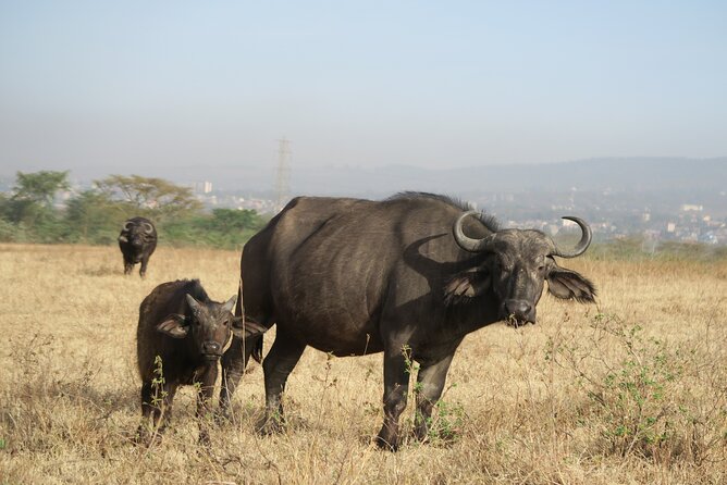 Full Day tour to Lake Nakuru National Park From Nairobi - Why this makes sense as a Nairobi day trip