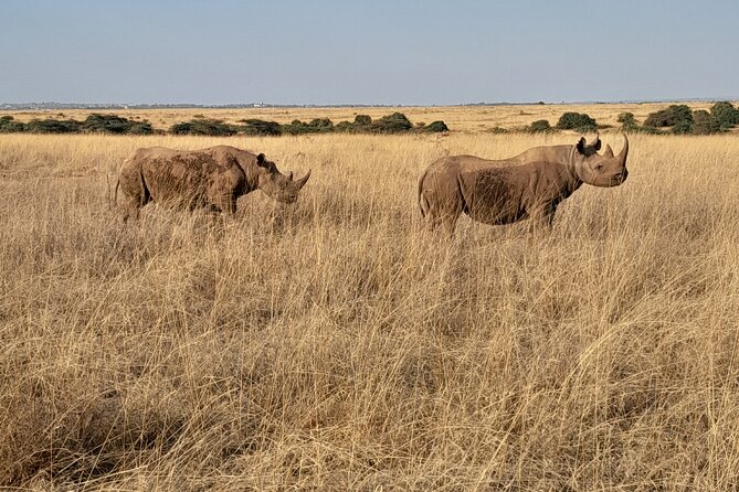 Full Day tour to Lake Nakuru National Park From Nairobi - What $160 per person really covers