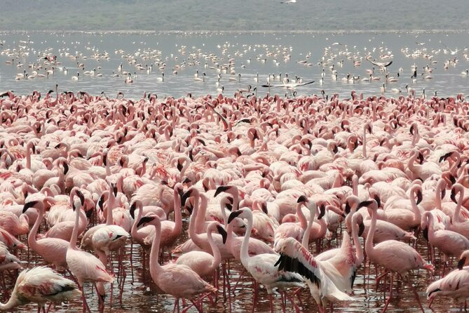 Full Day tour to Lake Nakuru National Park From Nairobi - Leaving Nairobi at 6:00am