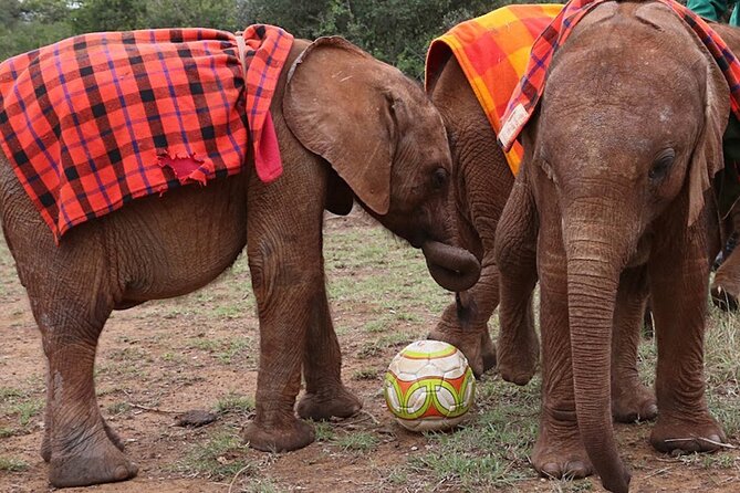 Giraffe Center and David Sheldrick Elephant Orphanage Day Tour from Nairobi - Feeding giraffes at the Giraffe Centre