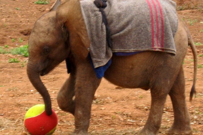 Giraffe Center and David Sheldrick Elephant Orphanage Day Tour from Nairobi - A small group helps, but clarify the booking