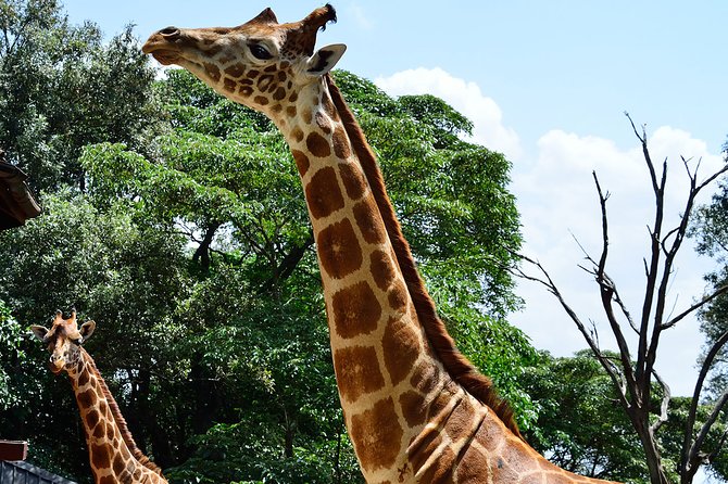 Giraffe Center and David Sheldrick Elephant Orphanage Day Tour from Nairobi - Timing, transport, and the Nairobi National Park fee