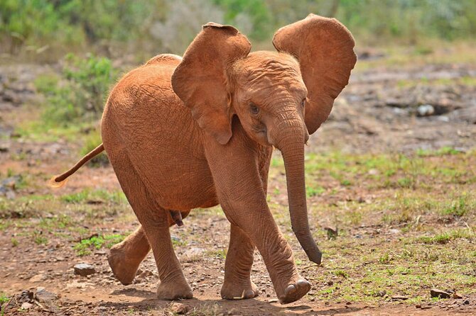 Giraffe Center and David Sheldrick Elephant Orphanage Day Tour from Nairobi - Who will get the most from this outing