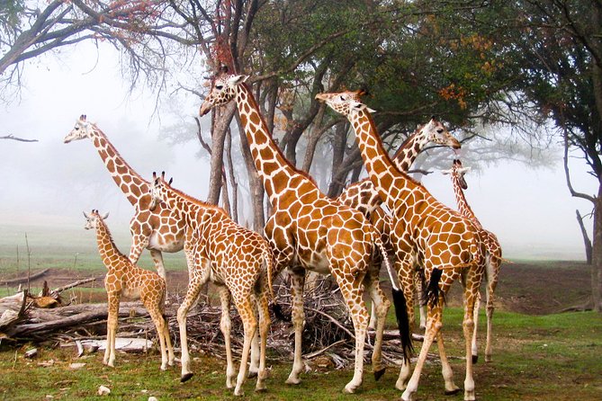 Giraffe Center and David Sheldrick Elephant Orphanage Day Tour from Nairobi - The good and bad of the $95 price