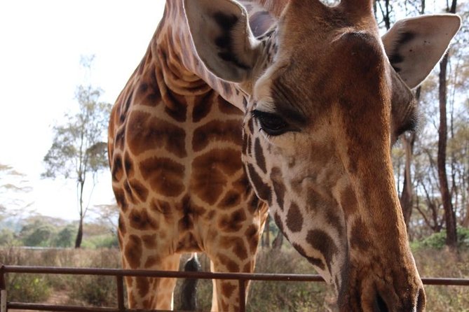 Giraffe Center and David Sheldrick Elephant Orphanage Tour - Starting at the Giraffe Centre