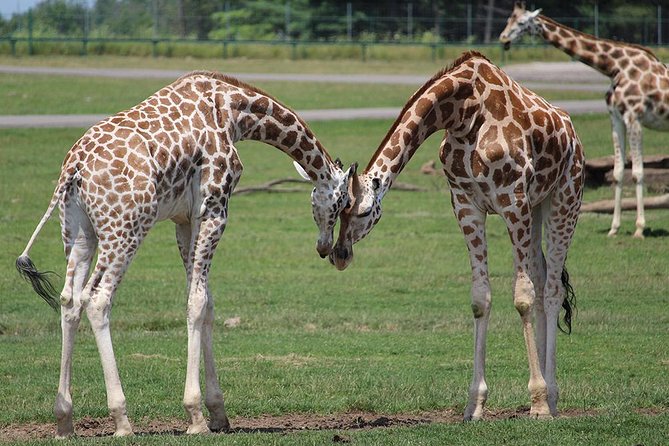 Giraffe Center and David Sheldrick Elephant Orphanage Tour - Is $95 a fair price?