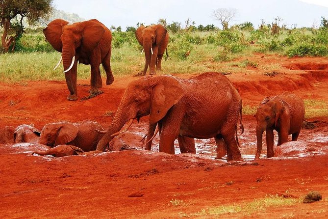 Giraffe Center and David Sheldrick Elephant Orphanage Tour - Timing, pickup, and practical planning