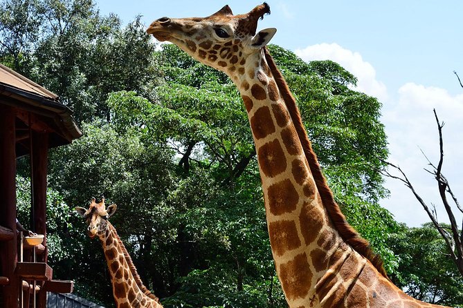 Giraffe Center and David Sheldrick Elephant Orphanage Tour - Who should book this tour?