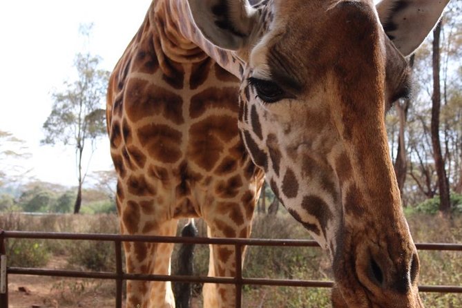 Giraffe Center and David Sheldrick Elephant Orphanage Tour - The 11 a.m. elephant orphanage program