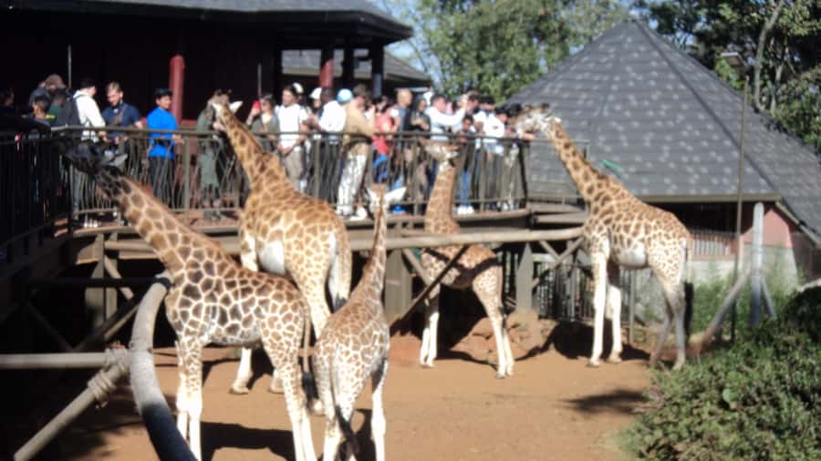 Giraffe Center and Karen Blixen Museum Tour from Nairobi - Handmade beads and crafts near the museum