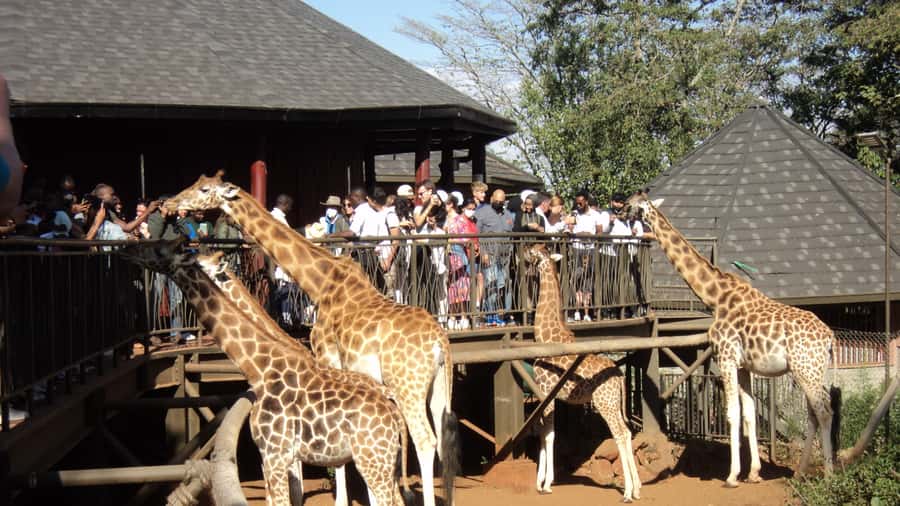 Giraffe Center and Karen Blixen Museum Tour from Nairobi - Starting with Karen Blixen’s farmhouse