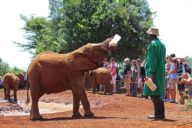 Giraffe center, Elephant Orphanage and Beads Center - Key points to know before booking