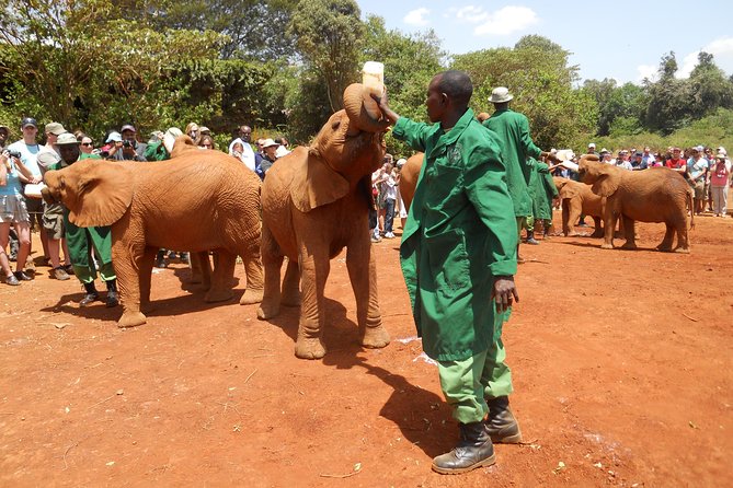 Giraffe center, Elephant Orphanage and Beads Center - Feeding giraffes at the Giraffe Centre
