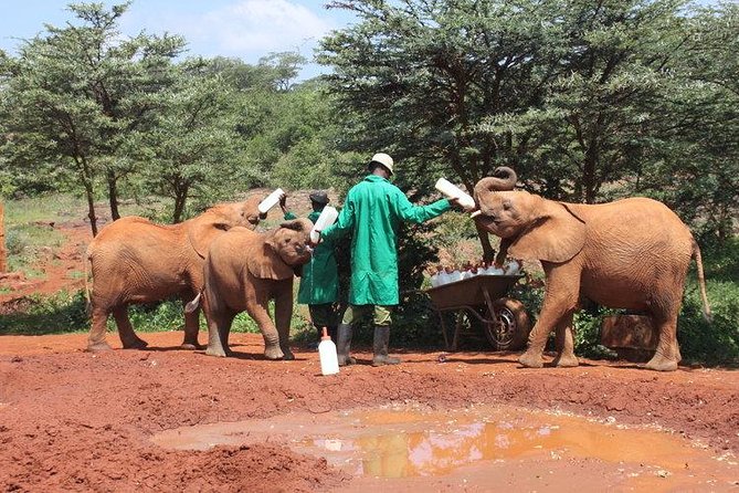 Giraffe center, Elephant Orphanage and Beads Center - How the guides shape the day