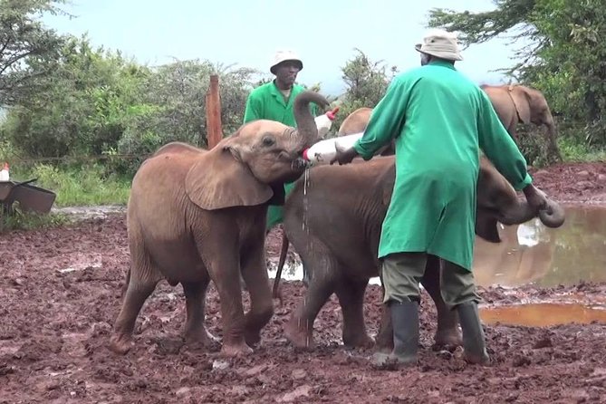 Giraffe center, Elephant Orphanage and Beads Center - Is $115 a fair price?