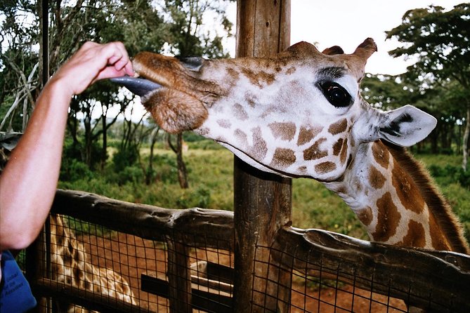 Giraffe center, Elephant Orphanage and Beads Center - Who will get the most from this experience?