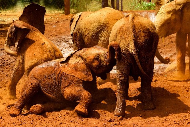 Giraffe center, Elephant Orphanage and Beads Center - Practical ways to make the day better