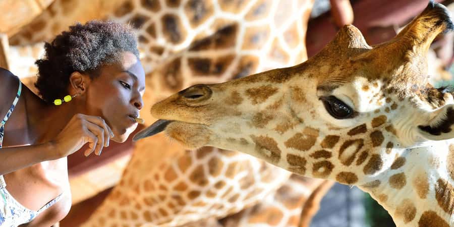 Giraffe Center, Elephant Orphanage and Bomas of Kenya Tour - Why This Nairobi Combination Works