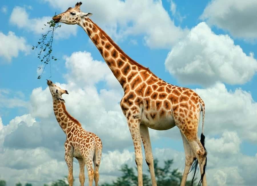 Giraffe Center, Elephant Orphanage and Bomas of Kenya Tour - Lunch Before the Bomas Performance