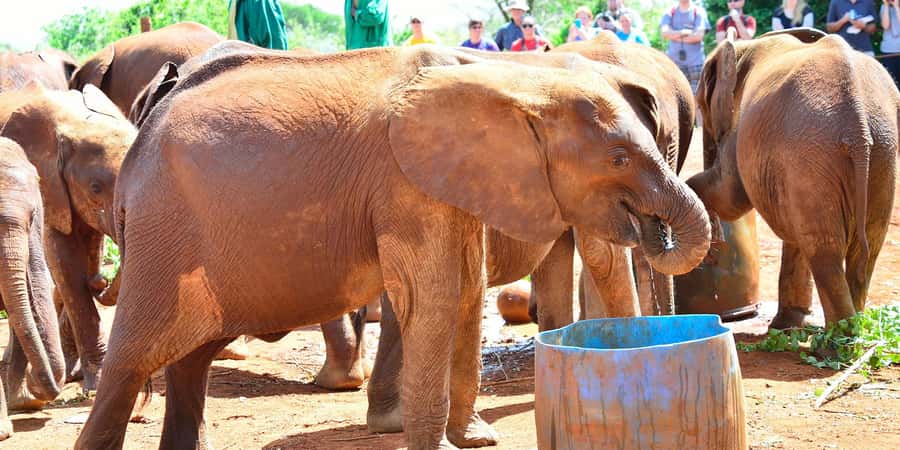 Giraffe Center, Elephant Orphanage and Bomas of Kenya Tour - Bomas of Kenya from 2:30 to 4 PM