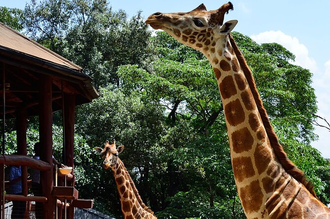 Giraffe Center, Elephant Orphanage and Nairobi National Park Day Tour Nairobi - What the $245 price covers