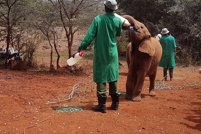Giraffe Center, Elephant Orphanage, Beads Center & Bomas of Kenya Tour Nairobi - Feeding giraffes at the Giraffe Centre