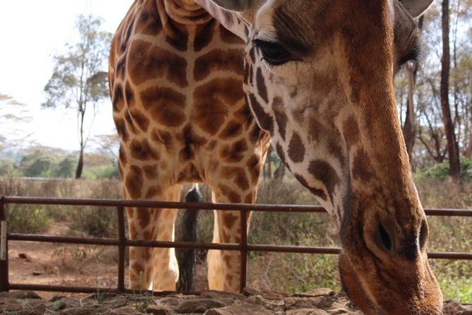 Giraffe Center, Elephant Orphanage, Beads Center & Bomas of Kenya Tour Nairobi - How the $135 price works in real terms
