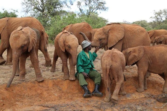 Giraffe Center, Elephant Orphanage, Beads Center & Bomas of Kenya Tour Nairobi - Who will get the most from this Nairobi day