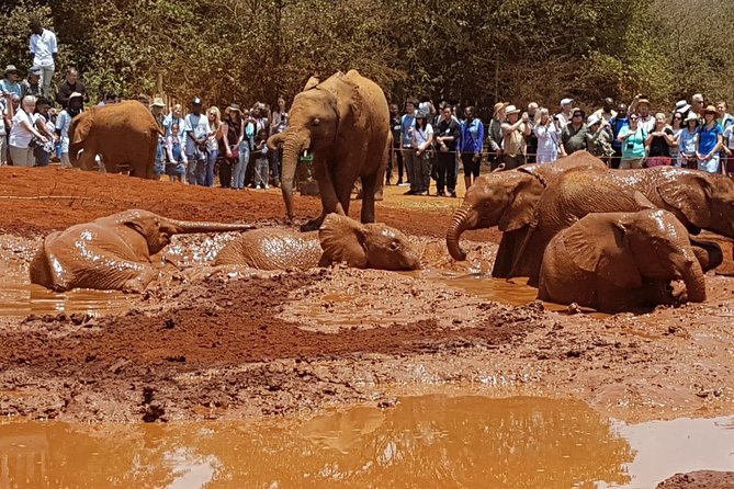 Giraffe Center, Elephant Orphanage, Beads Center & Bomas of Kenya Tour Nairobi - The 11 a.m. elephant nursery at Sheldrick Wildlife Trust